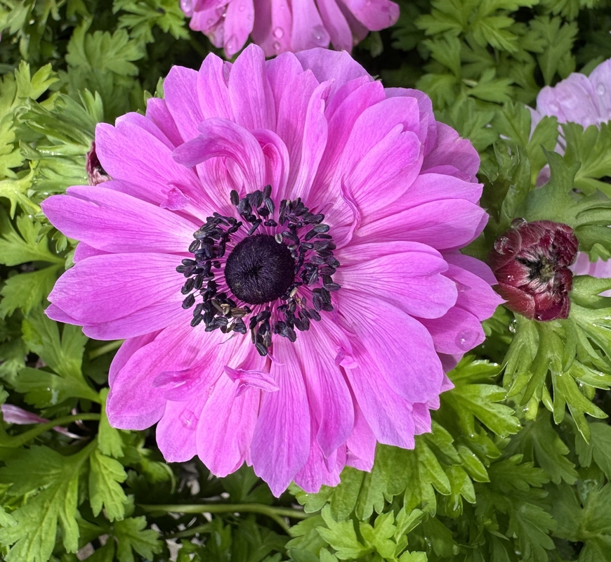 Anemone coronaria