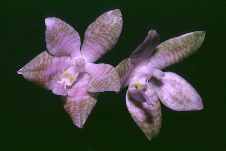 Phalaenopsis lueddemanniana var. ochracea
