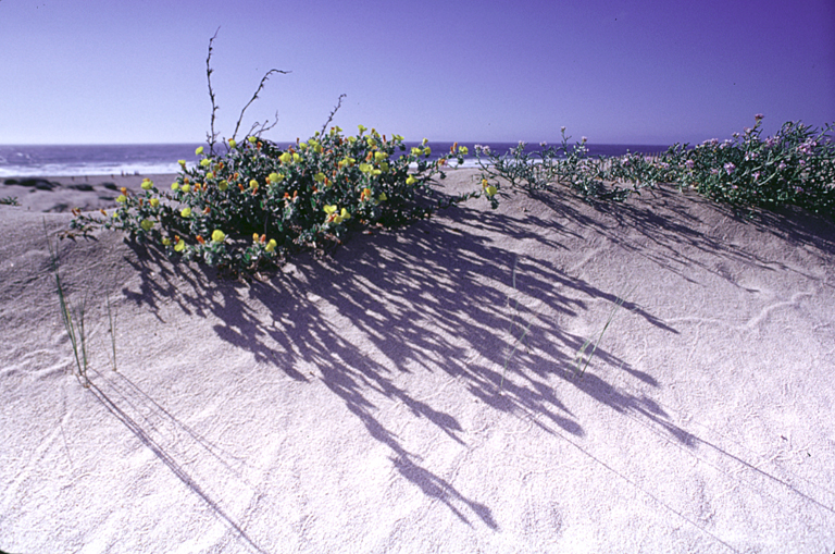 Camissoniopsis cheiranthifolia Camissoniopsis cheiranthifolia