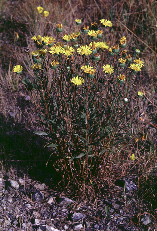 Grindelia hirsutula Grindelia hirsutula