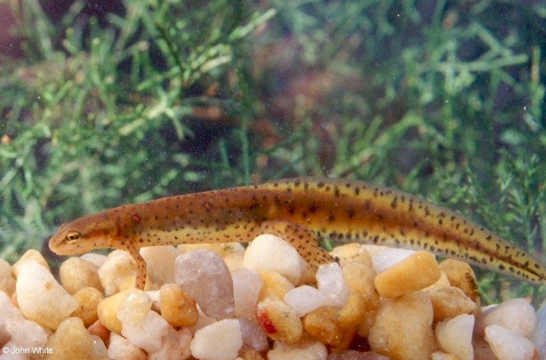 Notophthalmus viridescens viridescens