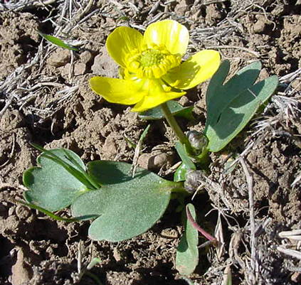Ranunculus glaberrimus var. glaberrimus