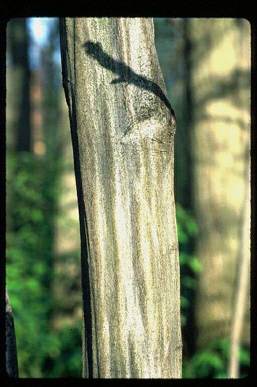 Carpinus caroliniana Carpinus caroliniana