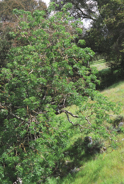 Aesculus californica