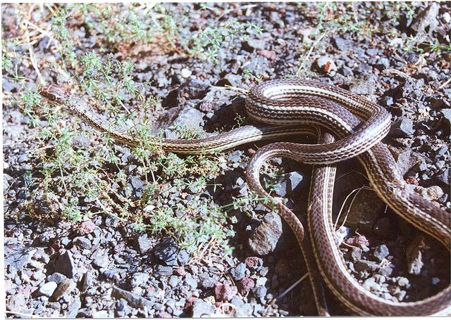 Masticophis taeniatus taeniatus