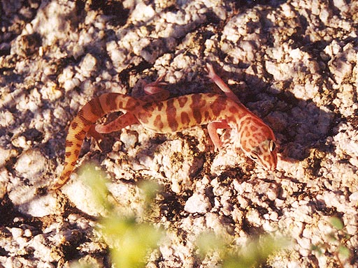 Coleonyx variegatus variegatus Coleonyx variegatus variegatus