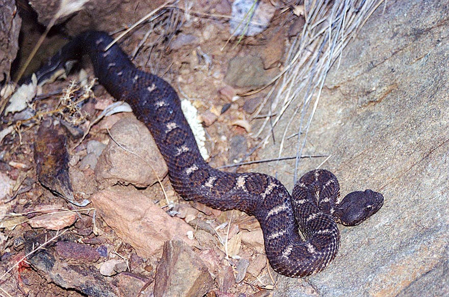 Crotalus cerberus Crotalus cerberus
