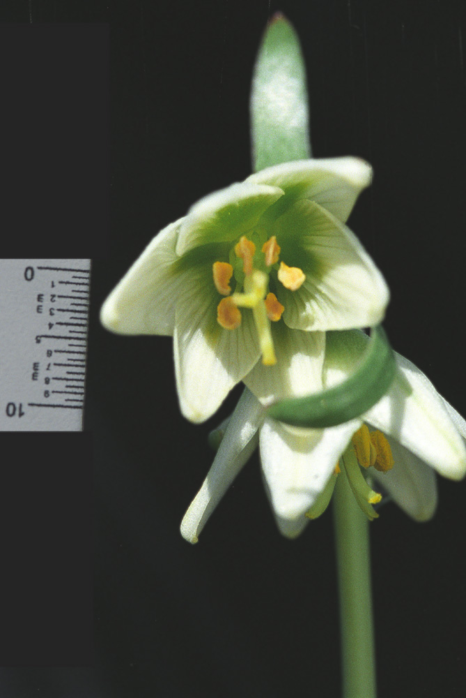 Fritillaria liliacea