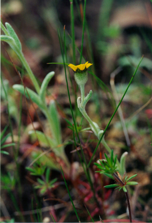Monolopia major Monolopia major