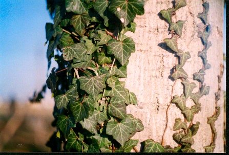 Hedera helix Hedera helix