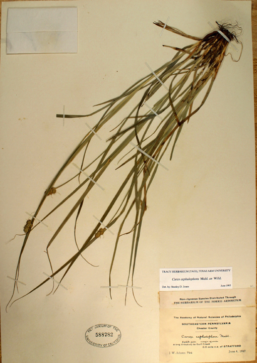 Carex cephalophora