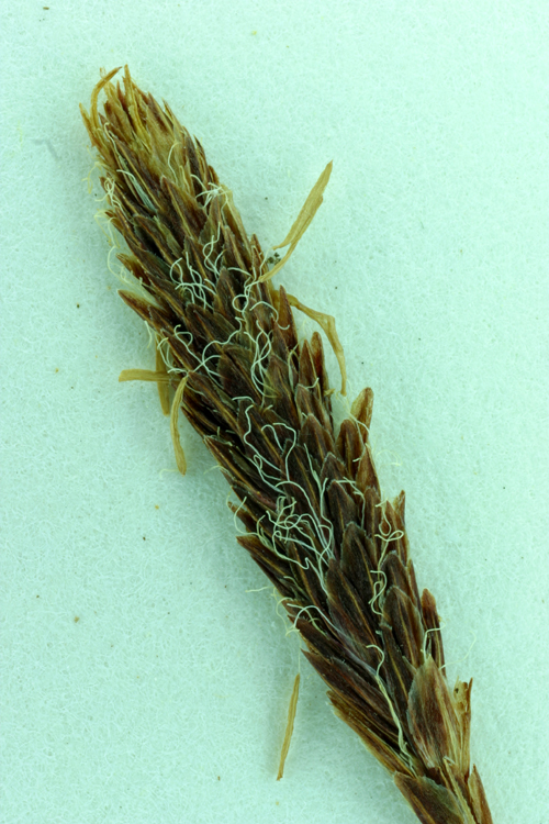 Carex scabriuscula
