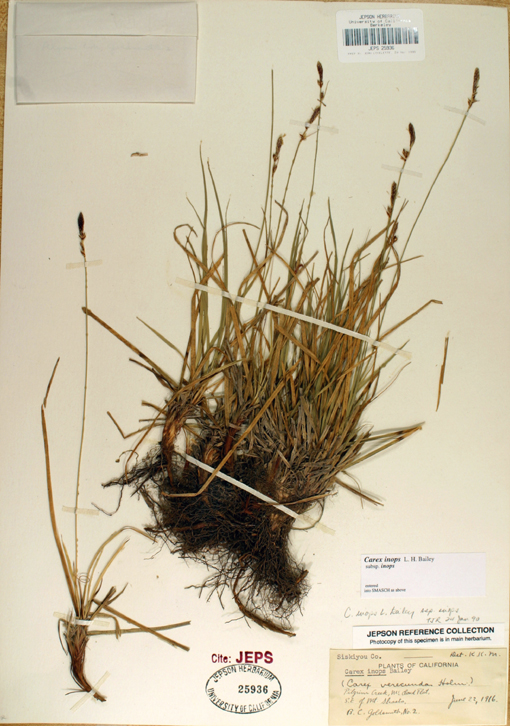 Carex inops