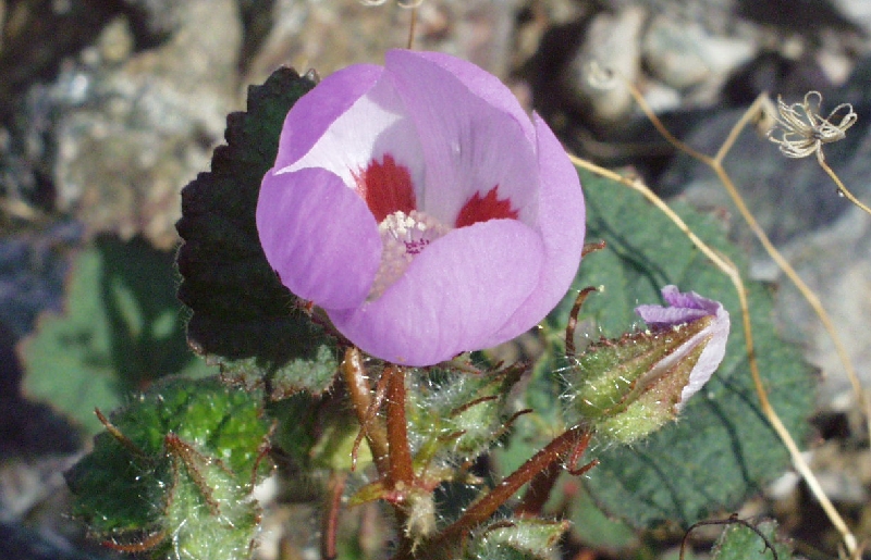 Eremalche rotundifolia