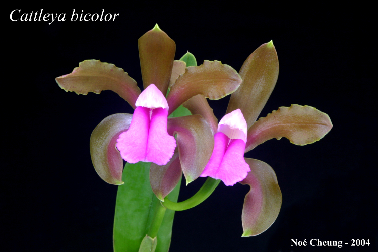 Cattleya bicolor Cattleya bicolor