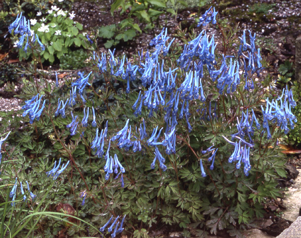 Corydalis flexuosa ssp. china blue