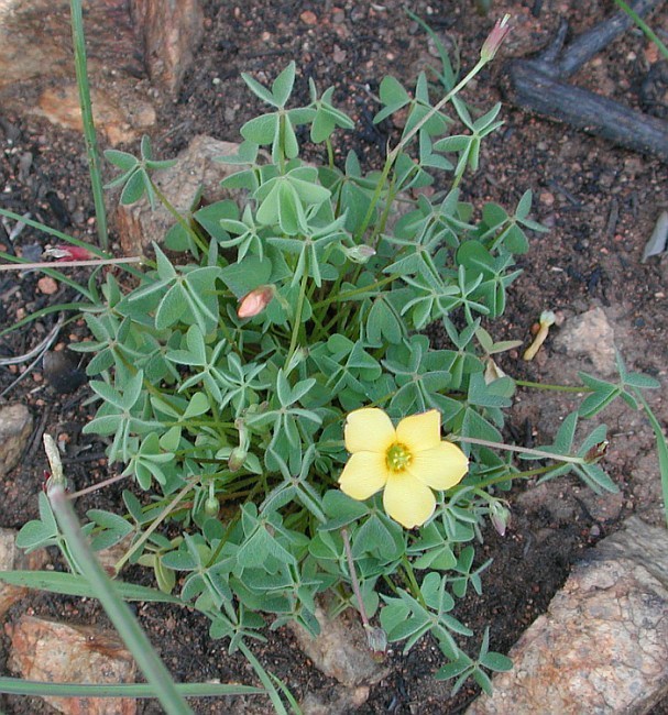 Oxalis albicans ssp. californica