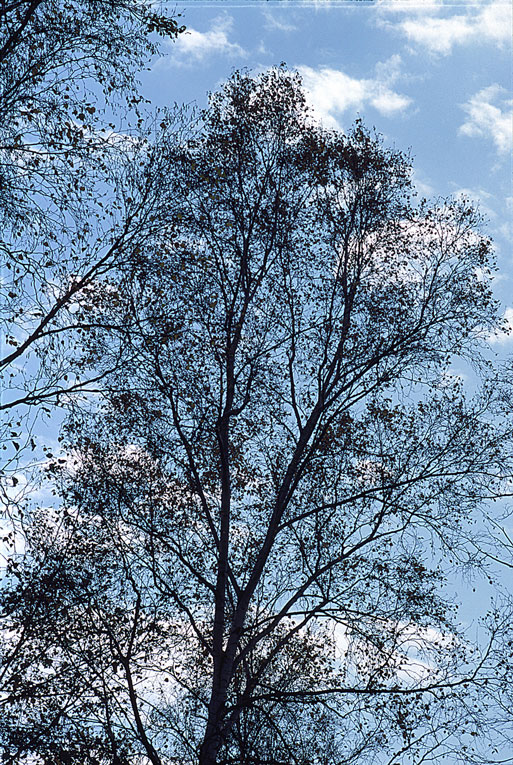 Betula pendula ssp. mandshurica