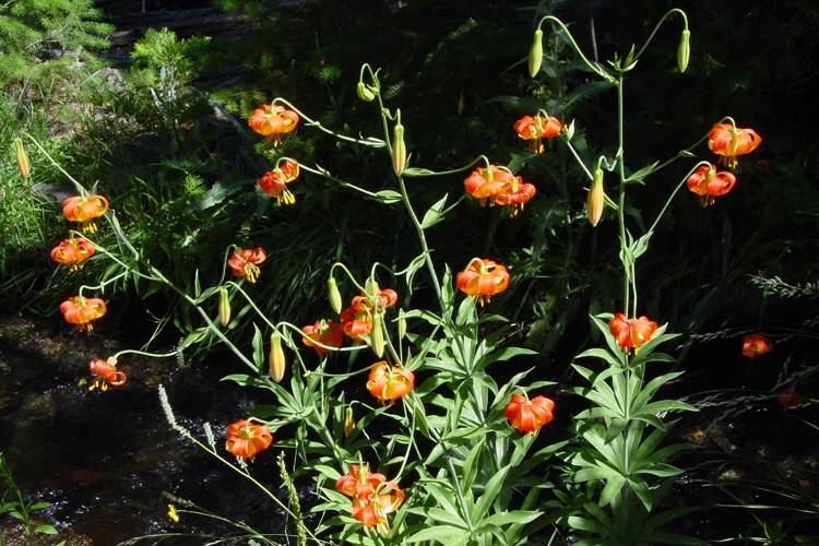 Lilium pardalinum ssp. shastense Lilium pardalinum ssp. shastense