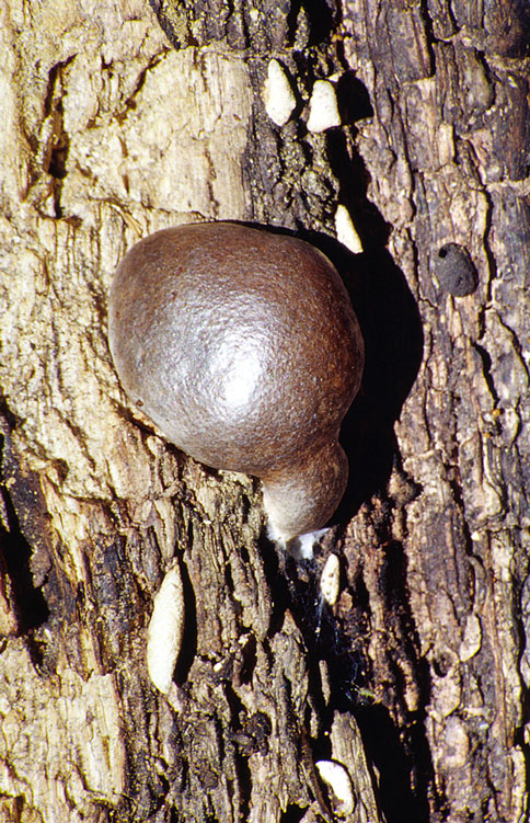 Enteridium lycoperdon