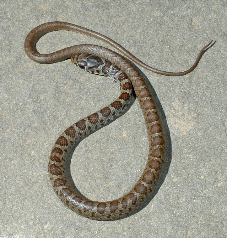 Coluber constrictor constrictor
