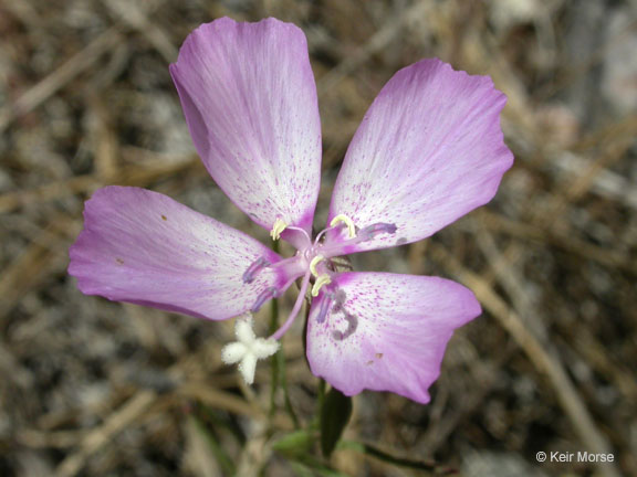 Clarkia cylindrica ssp. cylindrica