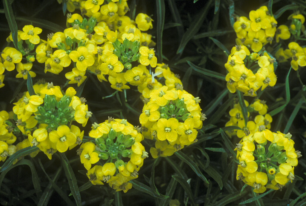 Erysimum insulare Erysimum insulare