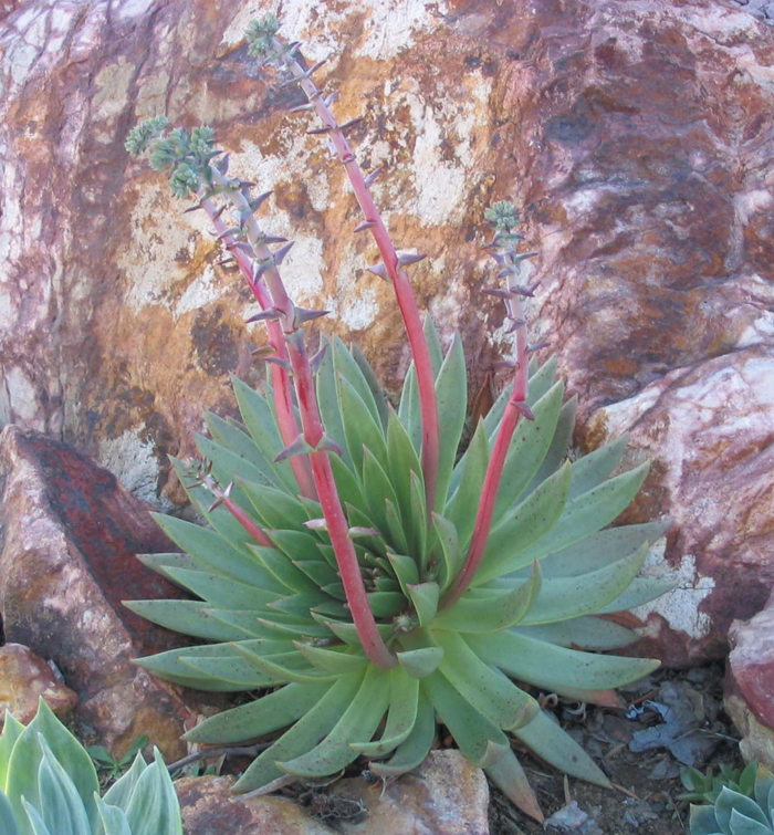 Dudleya ingens Dudleya ingens