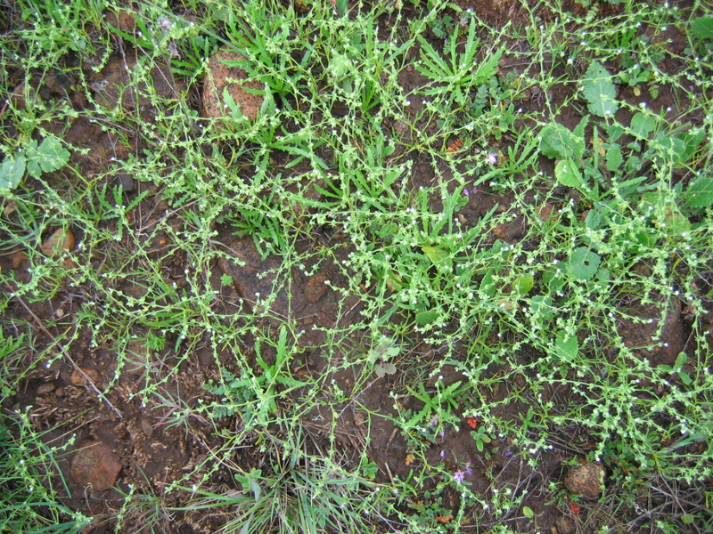 Harpagonella palmeri Harpagonella palmeri