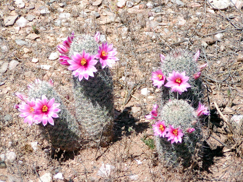 Fishhook Cactus Mammillaria microcarpa … – License image