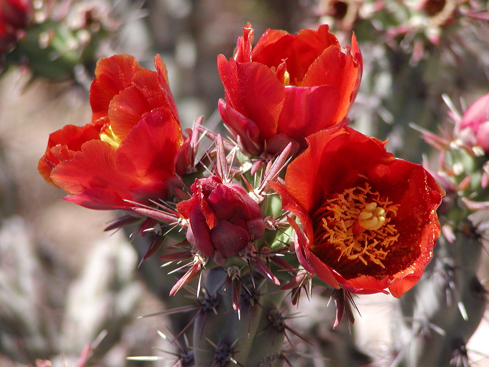 Opuntia acanthocarpa