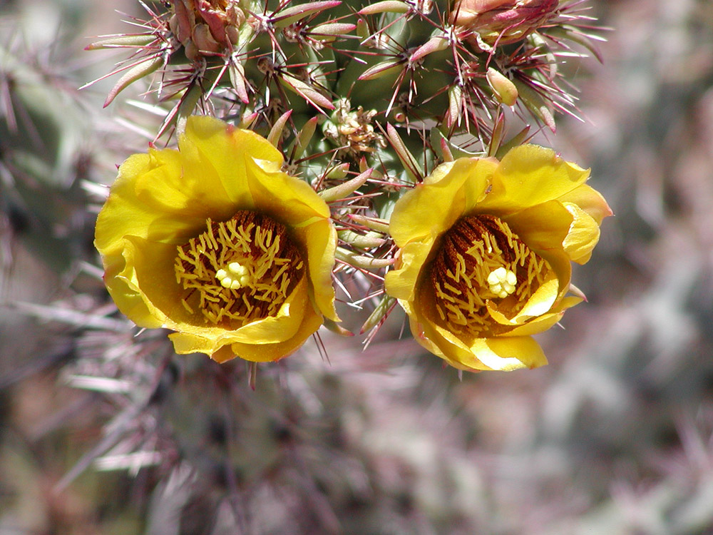 Cylindropuntia acanthocarpa Cylindropuntia acanthocarpa