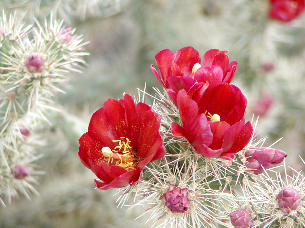 Cylindropuntia acanthocarpa Cylindropuntia acanthocarpa