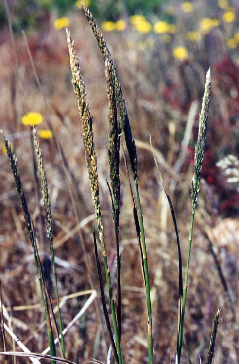 Agrostis densiflora Agrostis densiflora