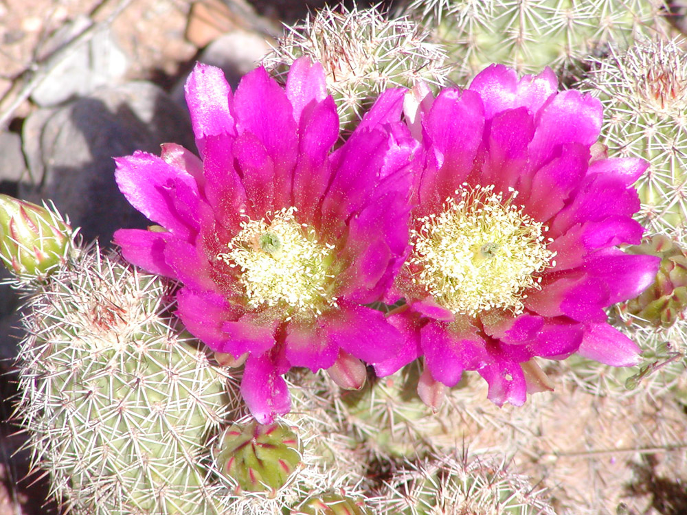 Echinocereus bonkerae Echinocereus bonkerae