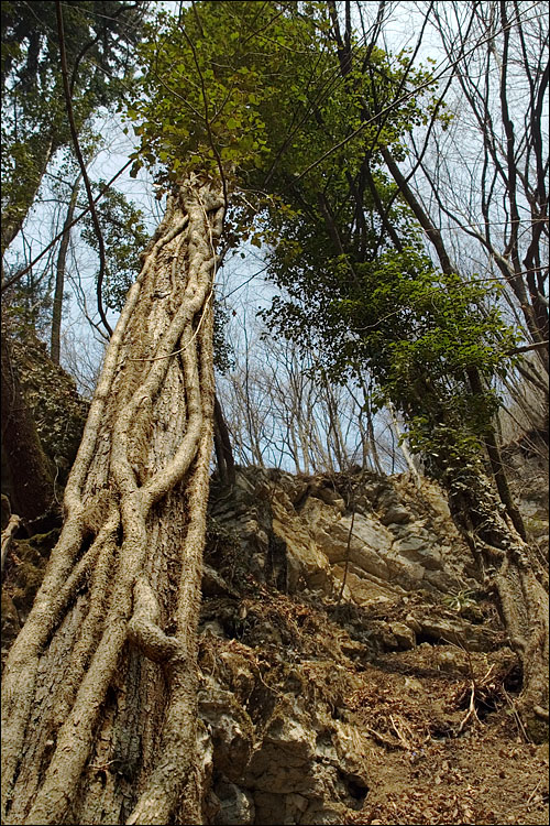 Hedera helix