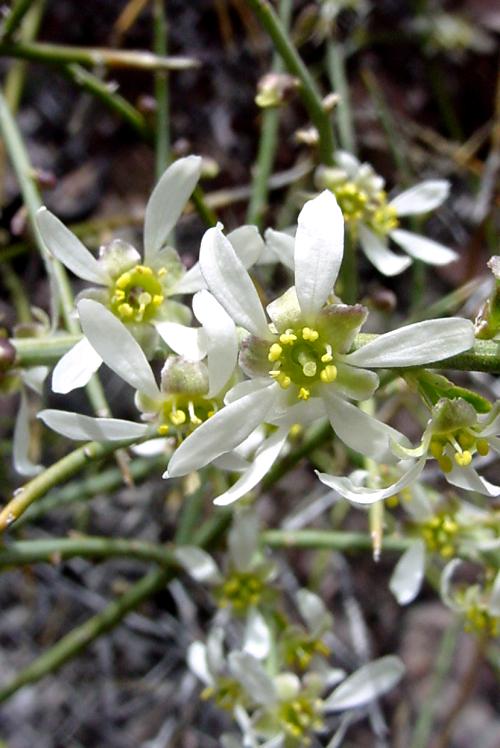Glossopetalon spinescens Glossopetalon spinescens