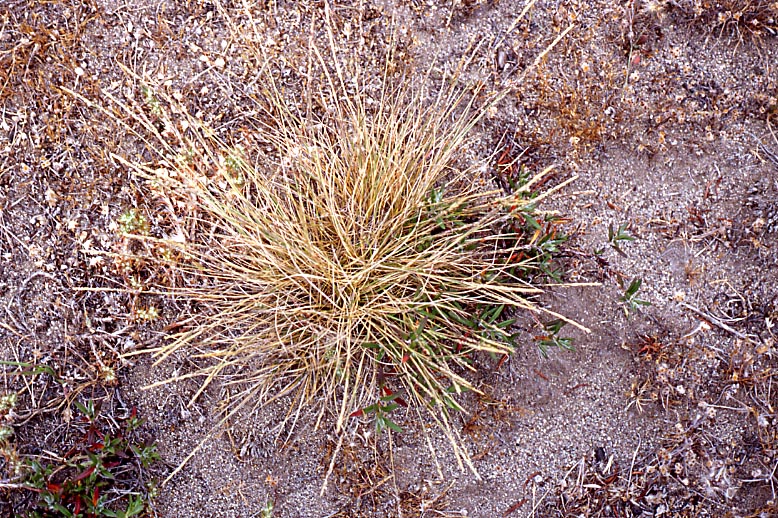 Agrostis blasdalei Agrostis blasdalei
