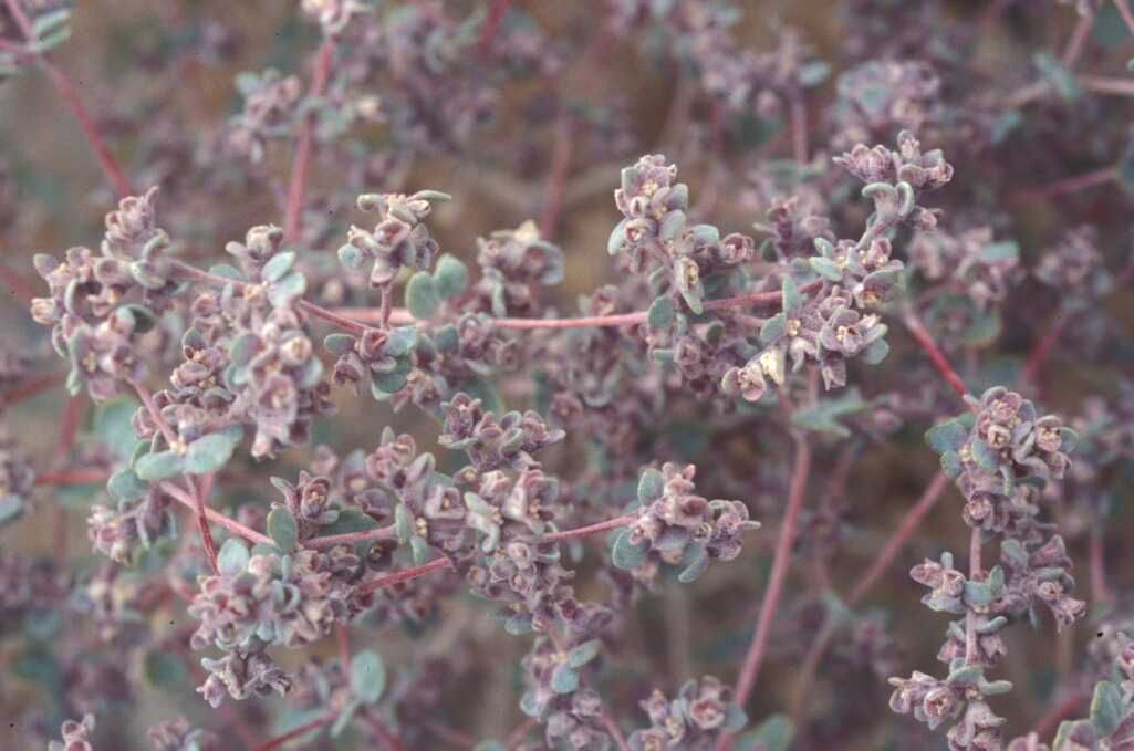 Tidestromia suffruticosa var. oblongifolia