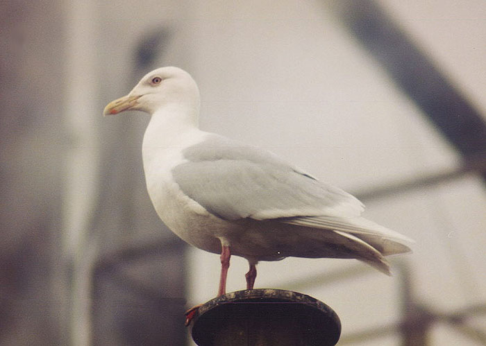 Larus hyperboreus Larus hyperboreus