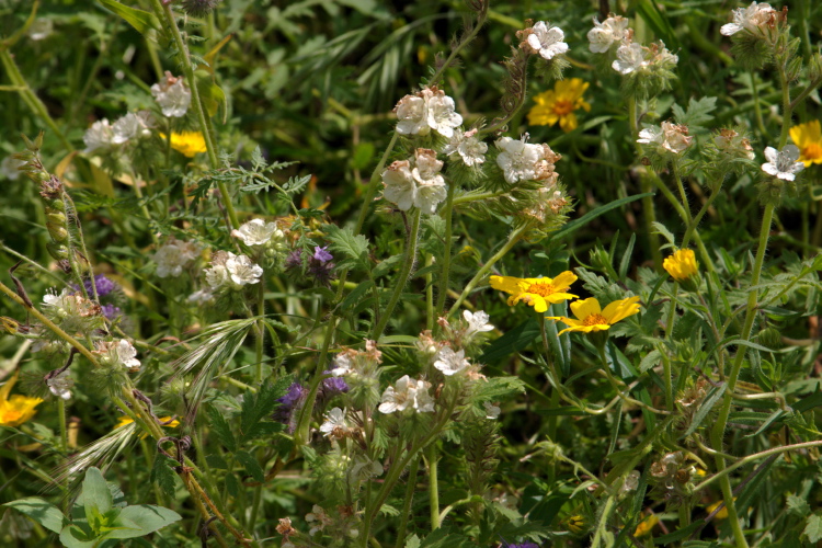 Phacelia cicutaria var. cicutaria