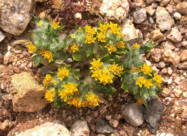 Eriophyllum mohavense