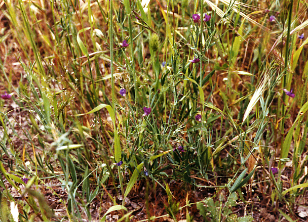 Lathyrus angulatus Lathyrus angulatus
