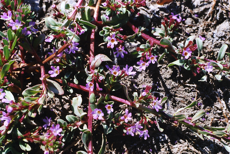 Lythrum tribracteatum