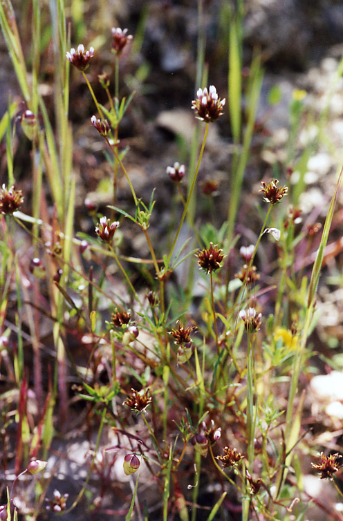 Trifolium oliganthum Trifolium oliganthum