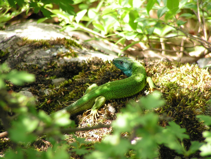 Lacerta viridis Lacerta viridis