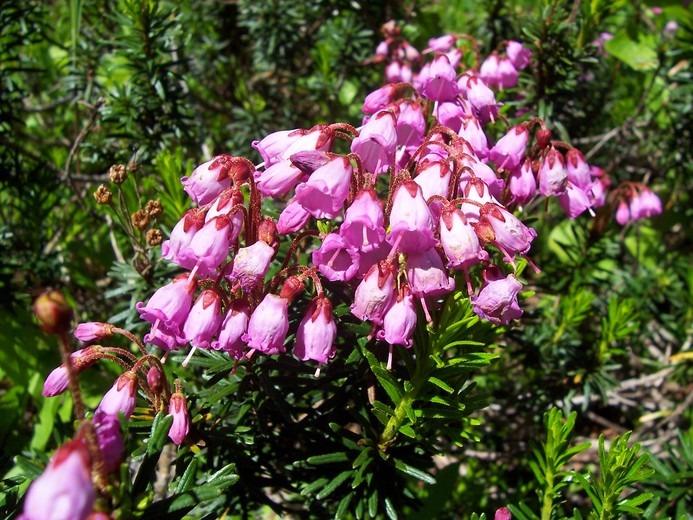 Phyllodoce empetriformis Phyllodoce empetriformis