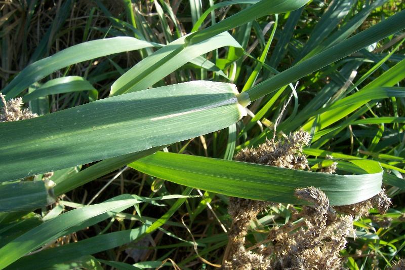 Avena sp.