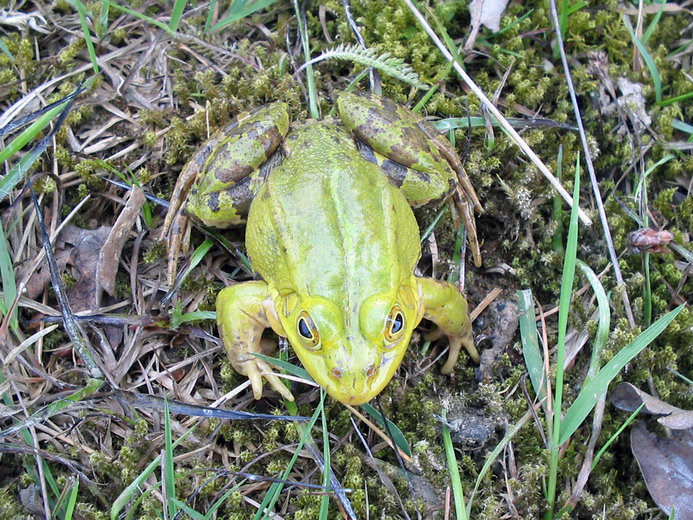 Pelophylax lessonae