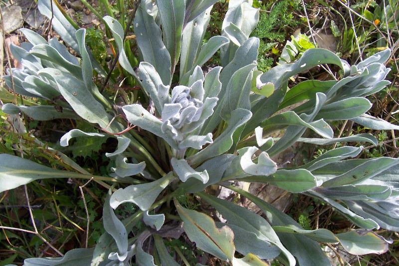 Cynoglossum cheirifolium